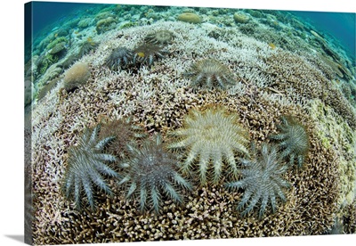 Crown Of Thorns Starfish Feed On Living Corals On A Shallow Reef