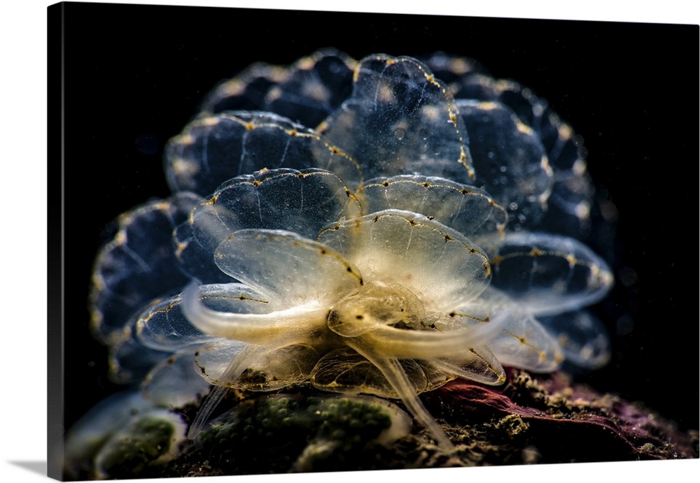 Cyerce elegans nudibranch, Tulamben, Bali, Indonesia.