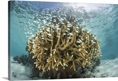 Damselfish School Around A Fragile Coral Colony Growing On A Reef