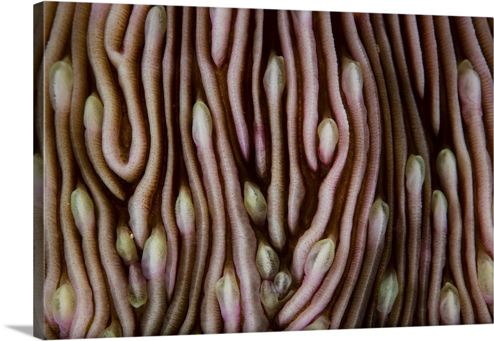 Detail of a beautiful mushroom coral.