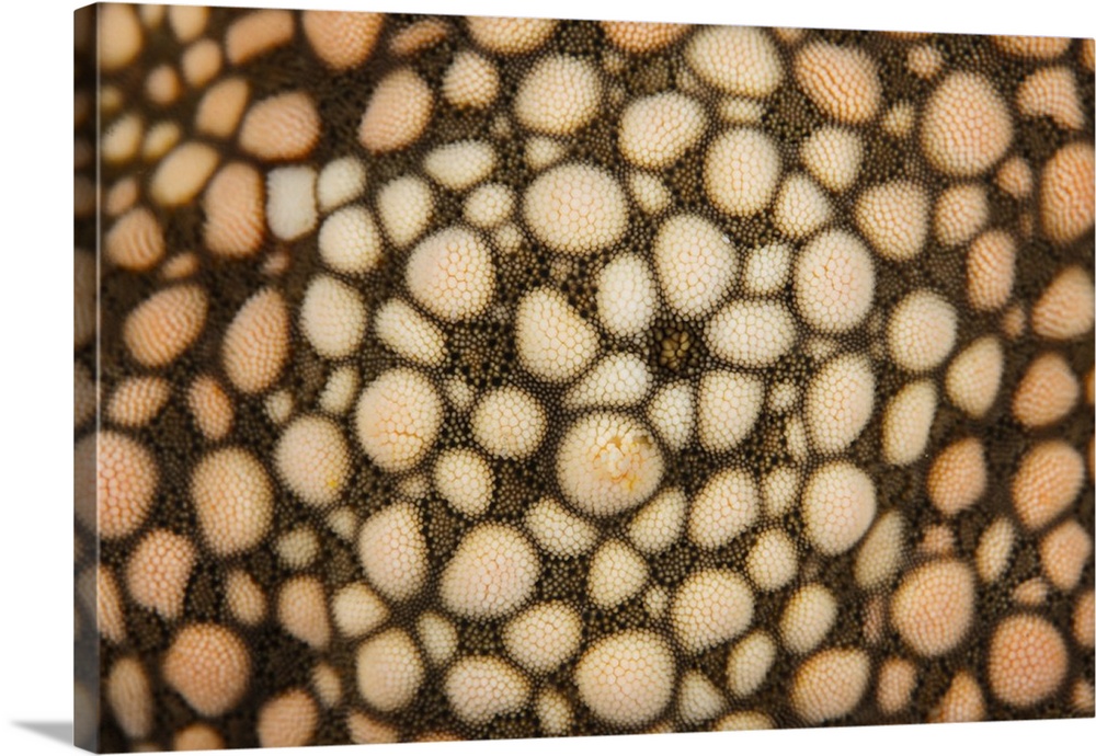 Detail of a colorful starfish clinging to a reef.