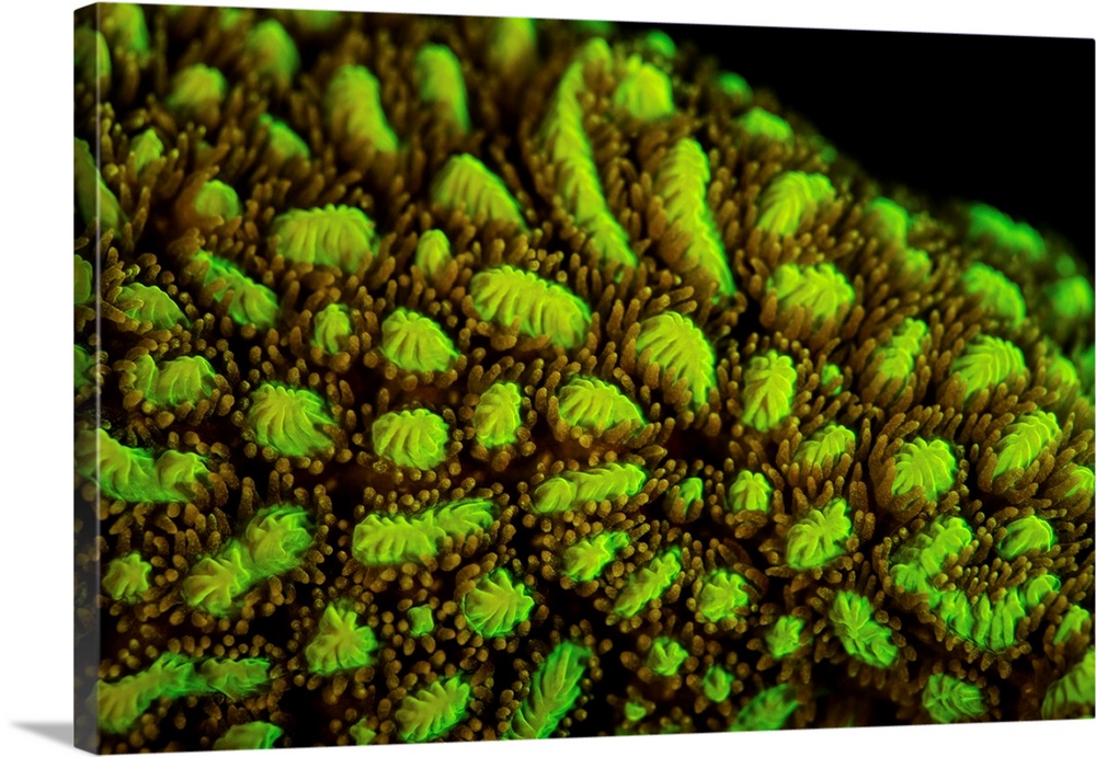 Detail of a fluorescing coral colony growing on a shallow reef.