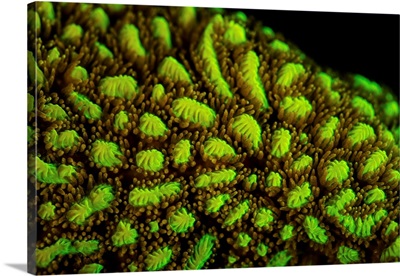 Detail Of A Fluorescing Coral Colony Growing On A Shallow Reef