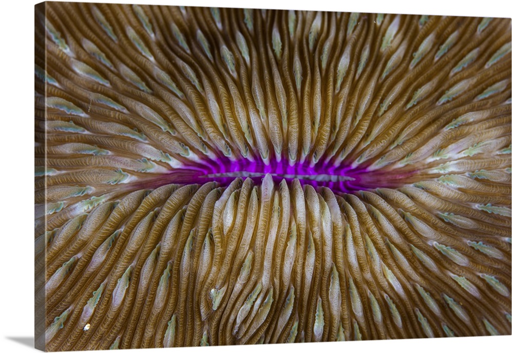 Detail of a mushroom coral (Fungia sp.) on a reef in Raja Ampat, Indonesia. This remote, tropical region is home to extrao...