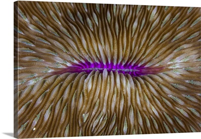 Detail of a mushroom coral on a reef in Raja Ampat, Indonesia.