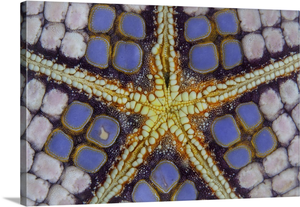 Detail of a pin cushion sea star in Lembeh Strait, Indonesia.
