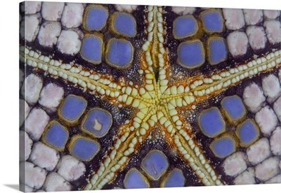 Detail Of A Pin Cushion Sea Star In Lembeh Strait, Indonesia