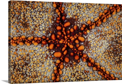 Detail of a pin cushion starfish