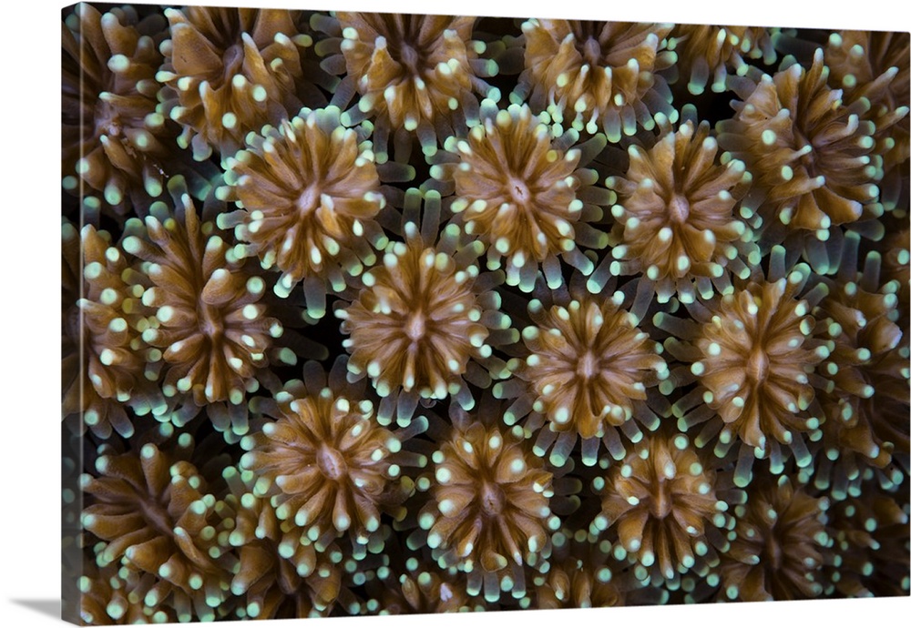 Detail of a stony coral (Galaxea sp.) growing in Wakatobi National Park, Indonesia. This remote region is known for its in...