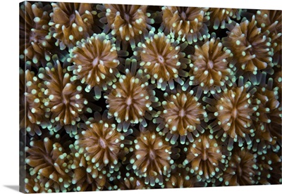 Detail of a stony coral growing in Wakatobi National Park, Indonesia.