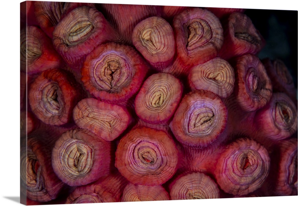 Detail of coral polyps, Tubastrea sp., growing on a healthy reef.