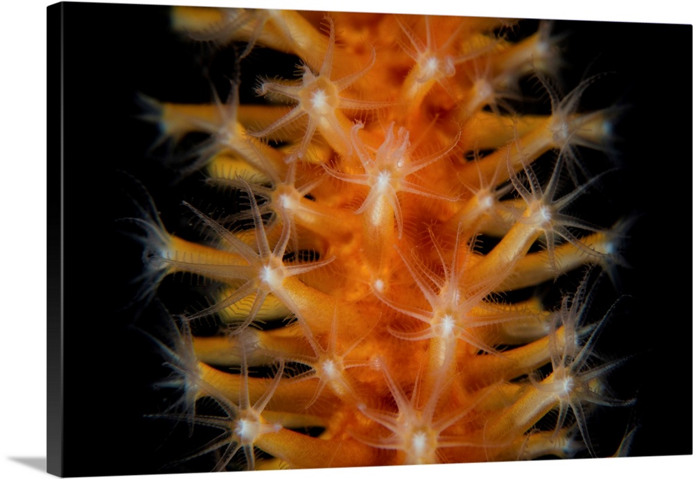 Detail of soft coral polyps growing in Lembeh Strait, Indonesia.