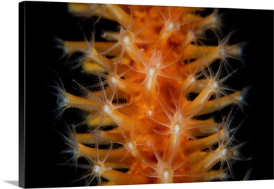 Detail Of Soft Coral Polyps Growing In Lembeh Strait, Indonesia