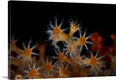 Detail Of Soft Coral Polyps Growing On A Coral Reef
