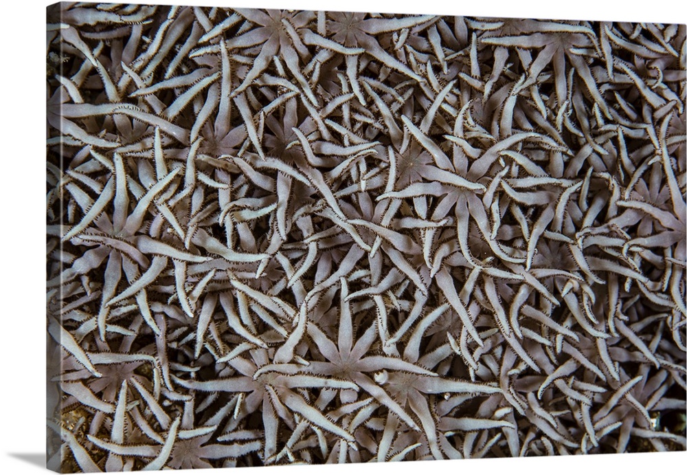 Detail of soft coral polyps growing on a reef.