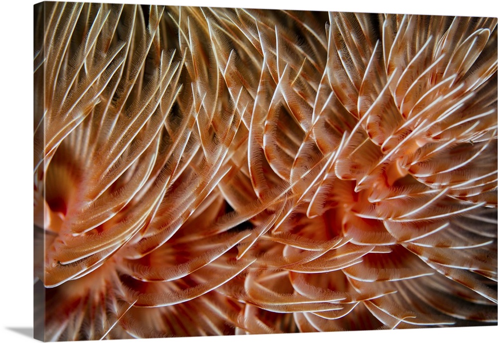 Detail of the delicate tentacles of a feather duster worm.