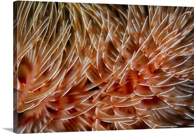 Detail of the delicate tentacles of a feather duster worm