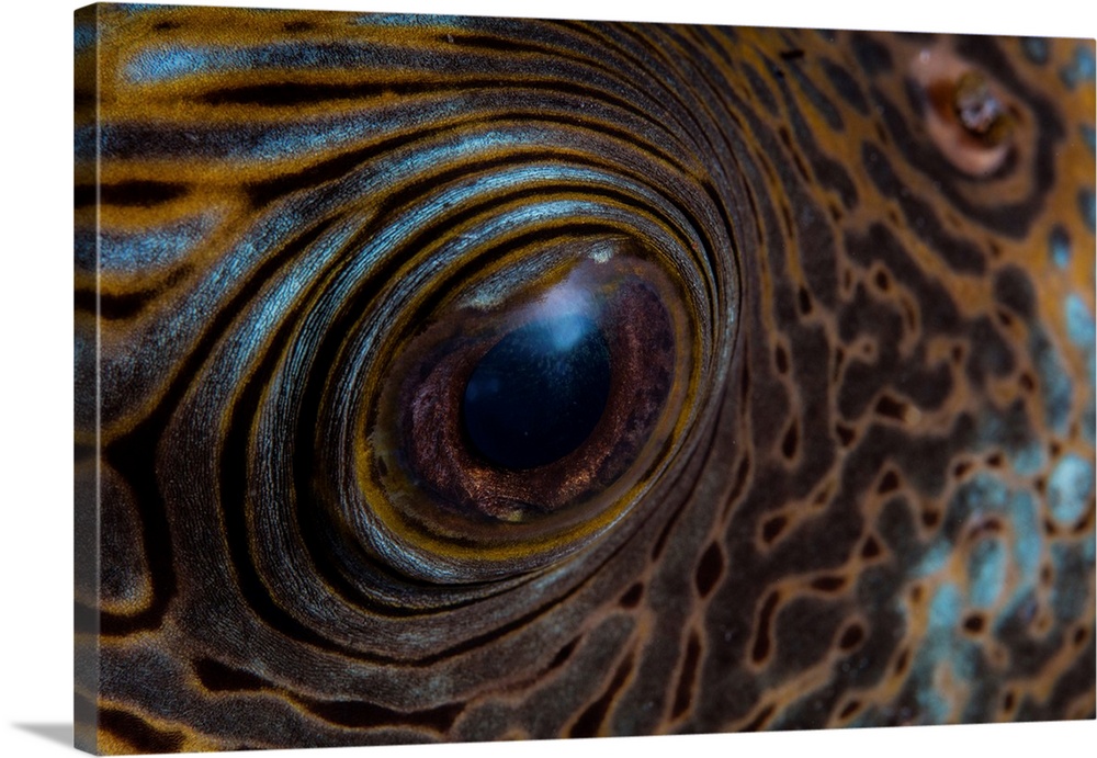 Detail of the eye of a blue-spotted pufferfish.