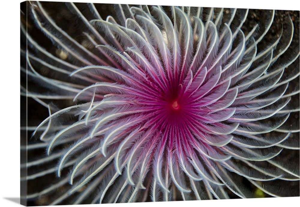 Detail of the spiral tentacles arrangement of a feather duster worm.