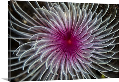 Detail of the spiral tentacles arrangement of a feather duster worm