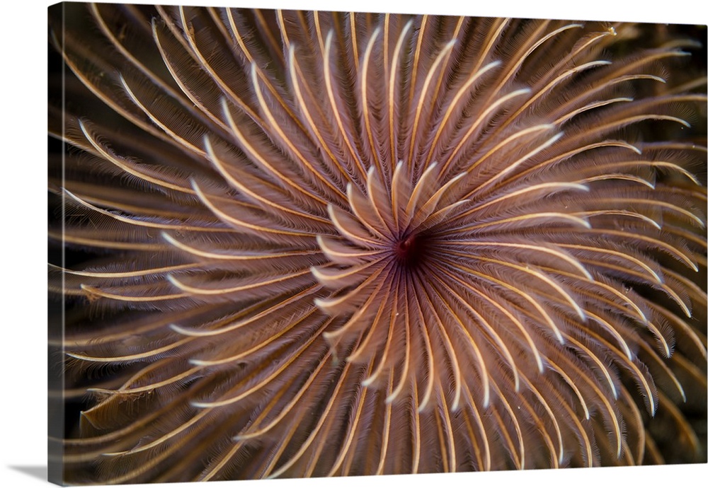 Detail of the spiral tentacles arrangement of a feather duster worm.