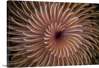 Detail of the spiral tentacles arrangement of a feather duster worm