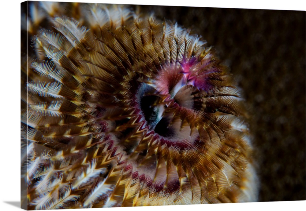 Detail of the tentacles of a Christmas tree worm.