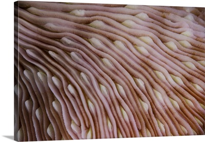 Detail of the texture on a mushroom coral growing in Wakatobi National Park, Indonesia.