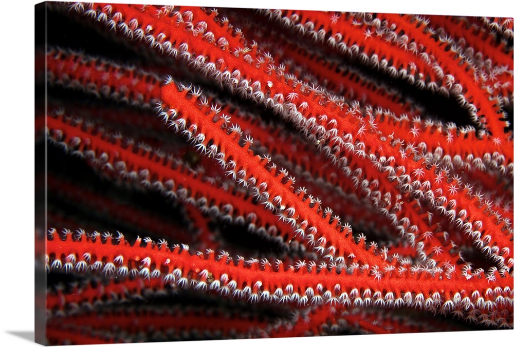 Detailed close-up view of soft coral polyps feeding, Fiji.