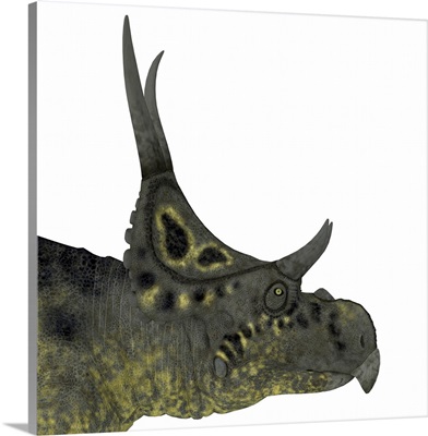 Diabloceratops Dinosaur Head