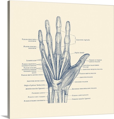 Diagram Depicting The Bones, Ligaments And Muscles Throughout The Hand And Fingers