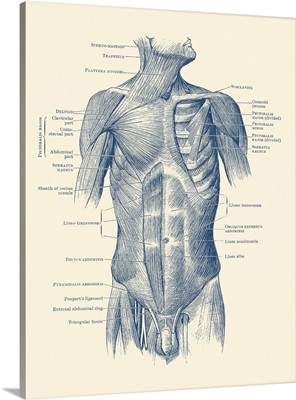Diagram Depicting The Neck, Chest, Abdomen And Pelvic Regions Of A Male Body