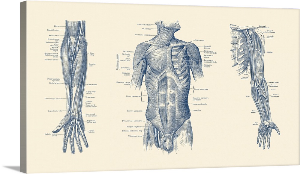 Diagram depicting the neck, chest, abdomen and pelvic regions of a male body.