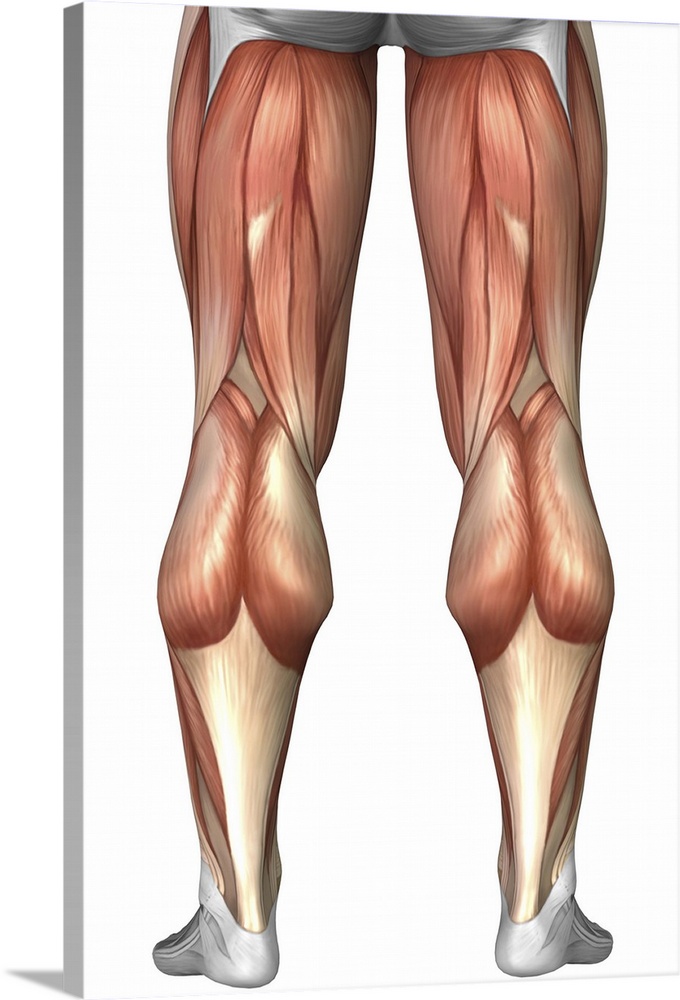 Diagram illustrating muscle groups on back of human legs.