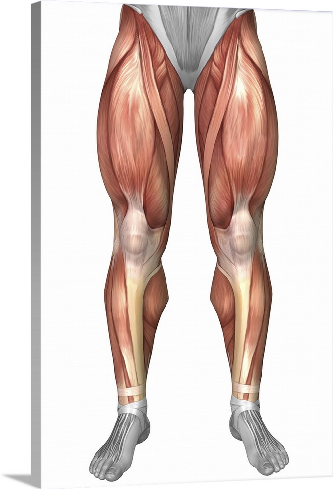 Diagram illustrating muscle groups on front of human legs.