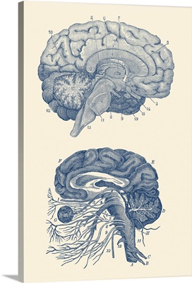 Diagram Of The Arteries Of The Brain And The Circulatory System Surrounding The Brain
