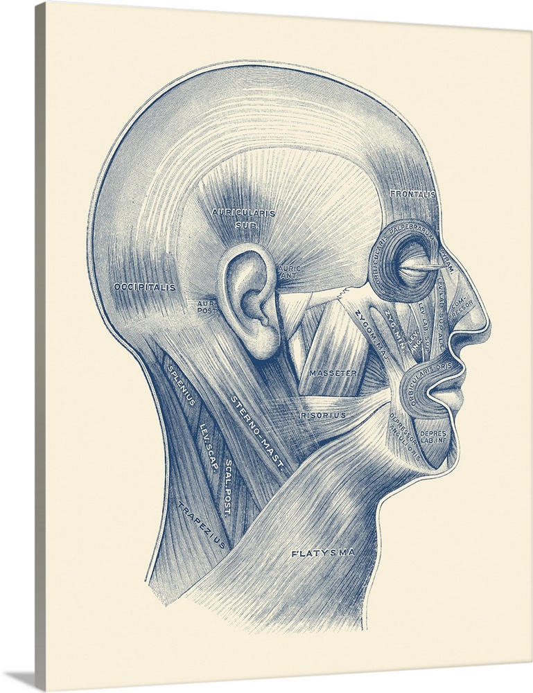 Diagram of the human muscular system throughout the face and neck.