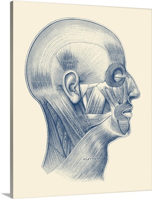 Diagram Of The Human Muscular System Throughout The Face And Neck