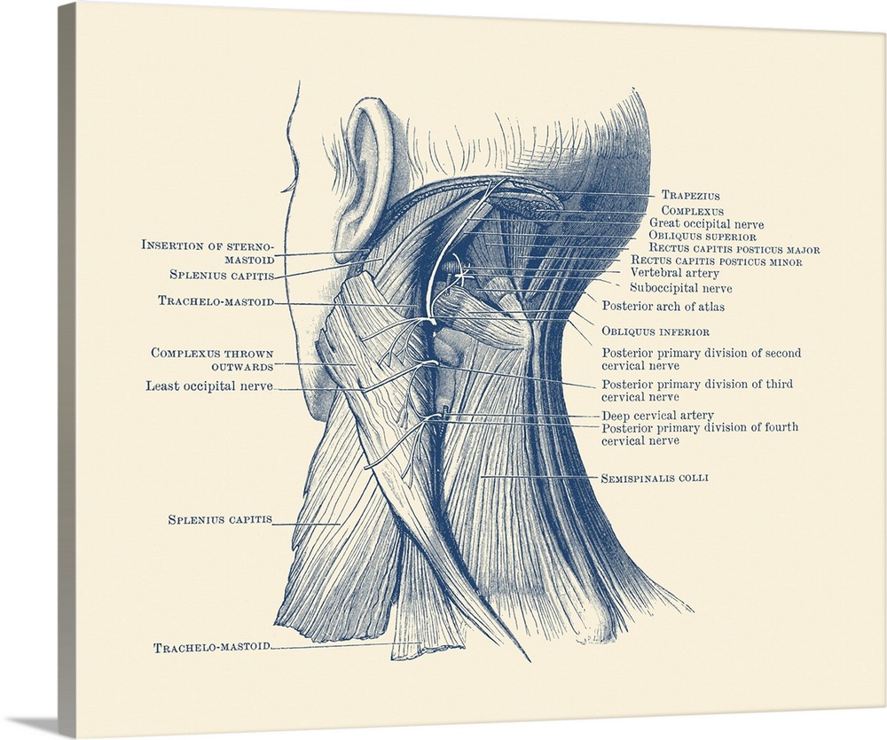 Diagram of the muscular system on the back of a human neck.
