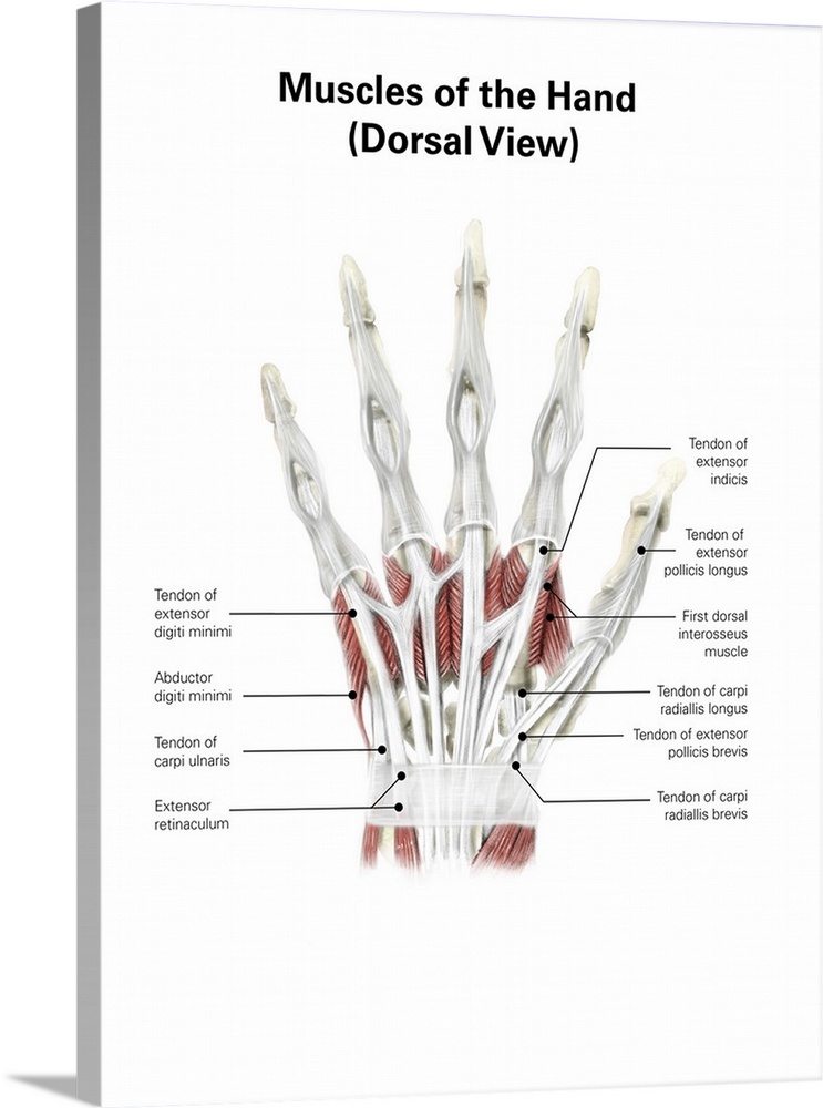 Digital illustration of muscles of the hand, dorsal view (no labels).