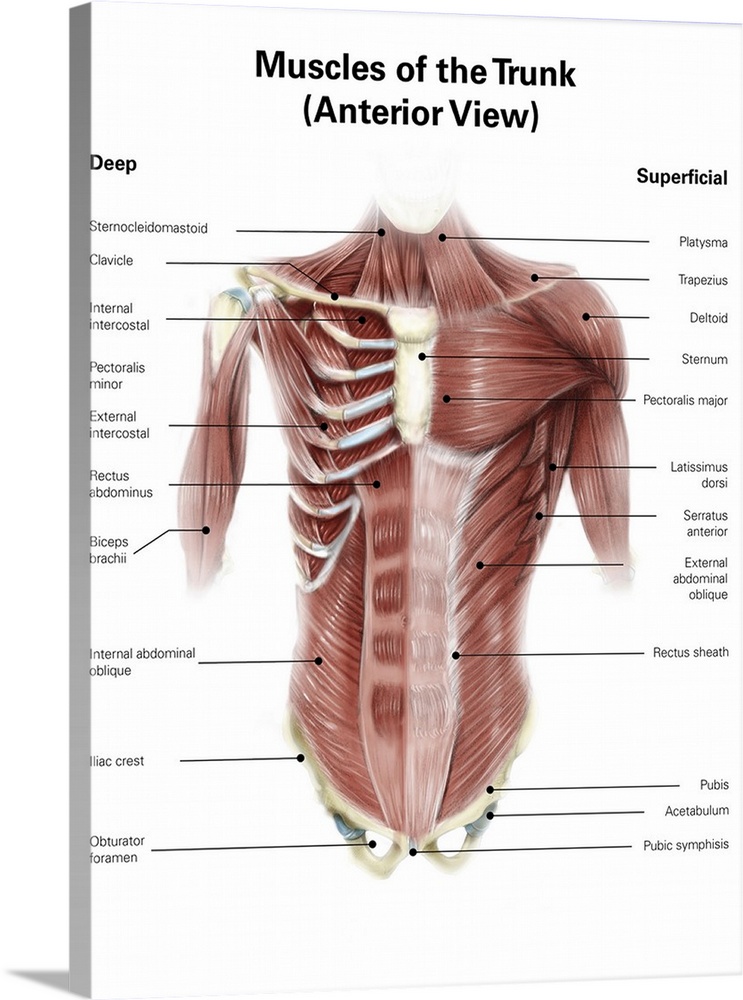 Digital illustration of muscles of the human torso, anterior view.