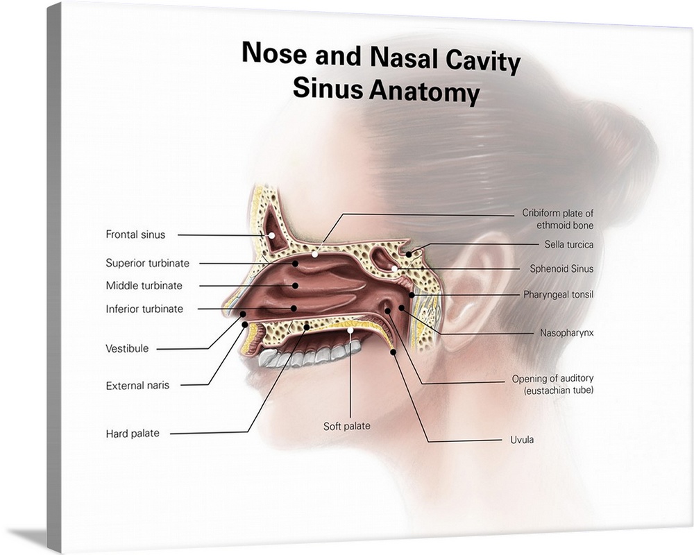 Digital illustration of nose and nasal sinus anatomy (no labels)