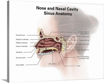 Digital illustration of nose and nasal sinus anatomy
