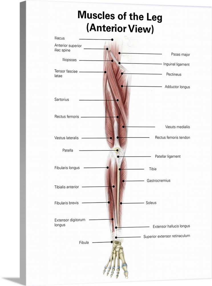 Digital illustration of the anterior muscles of the leg.
