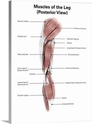 Digital illustration of the posterior muscles of the leg