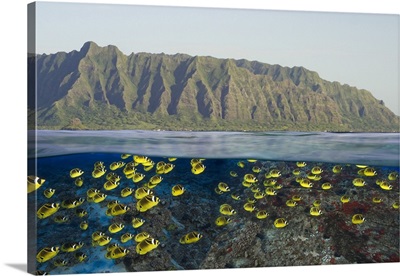 Digital split image of schooling raccoon butterfly fish off Oahu, Hawaii.