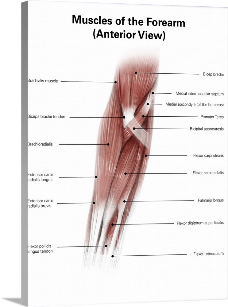 Diigital illustration of muscles of the forearm, anterior view.