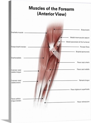 Diigital illustration of muscles of the forearm, anterior view