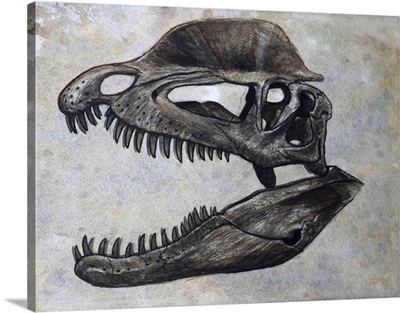 Dilophosaurus dinosaur skull