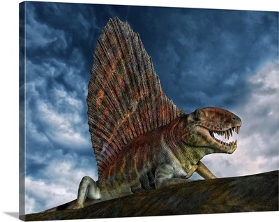 Dimetrodon was an extinct genus of synapsid from th Early Permian period